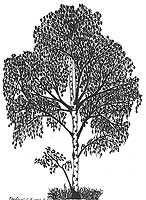 Kravtsova Julia 10a.
